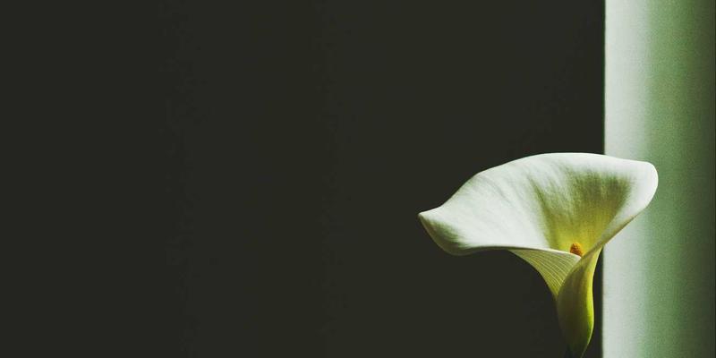 Henan Xiya83：连接全球的供应链与国际进口服务专家