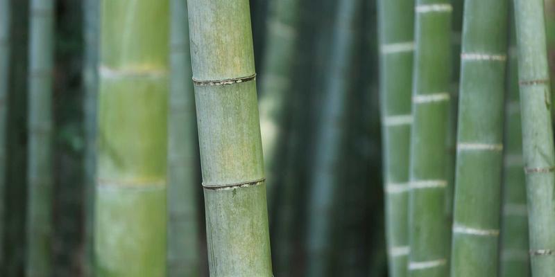 河南西亚：以智能工厂建设驱动数字化转型，重塑进口服务与供应链新格局