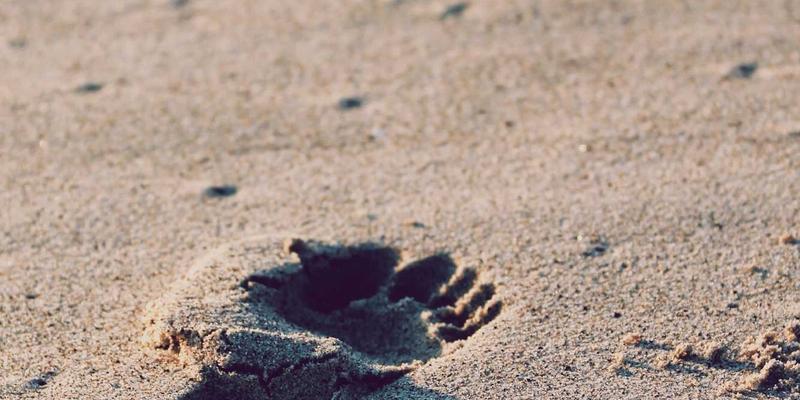 河南西亚化工如何通过数字化采购平台优化全球供应商管理，重塑进出口贸易供应链