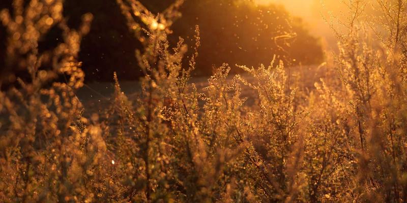 河南西亚化工研发中心：以特种化学品创新驱动中国出口的全球贸易竞争力